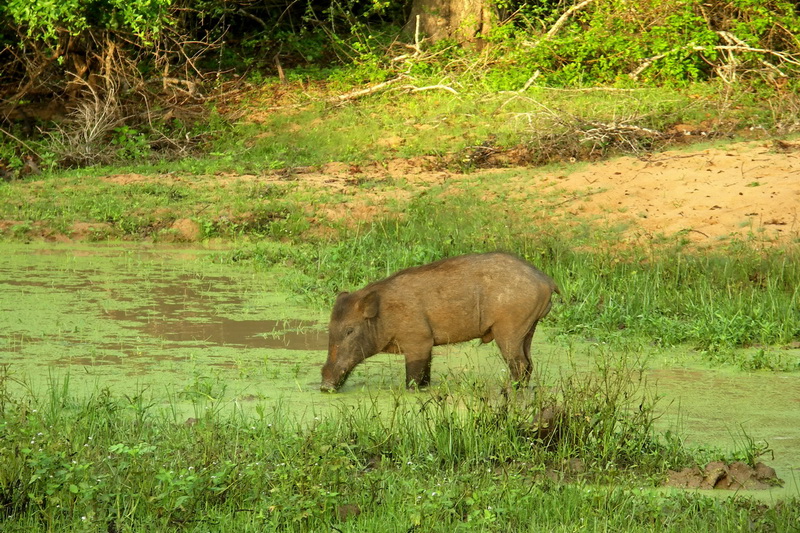 Sri Lanka, Yala National Park